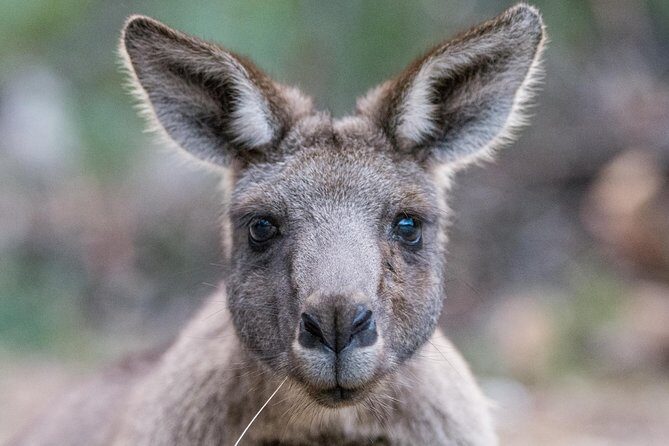 Small-Group Grampians Great Wildlife Escape Day Trip with Hiking - Discover the Beauty of the Grampians with a Small-Group Day Trip