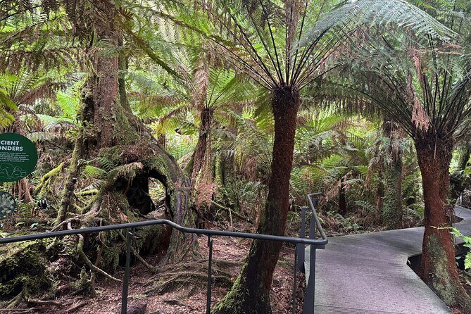 Small group Great Ocean Road Reverse & Wildlife spotting - The Sum Up