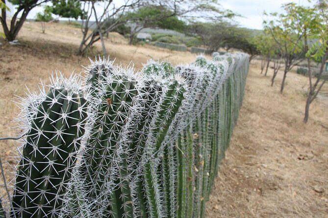 Small-Group Guided North & South Tour of Bonaire with Pick Up - FAQs