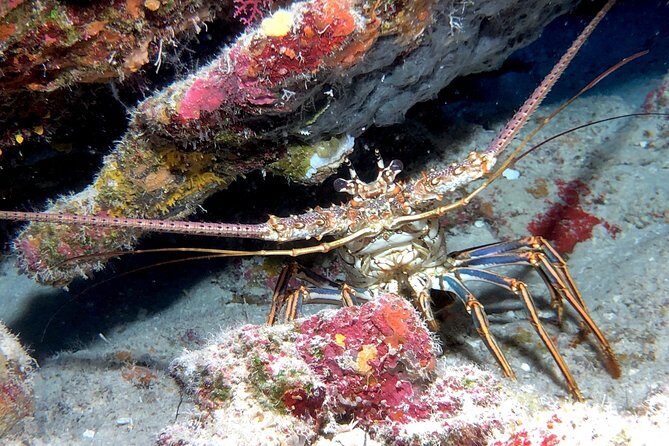 Small Group Guided Shore Dives in St. Andrews State Park, Florida - The Practical Side: Planning Your Dive