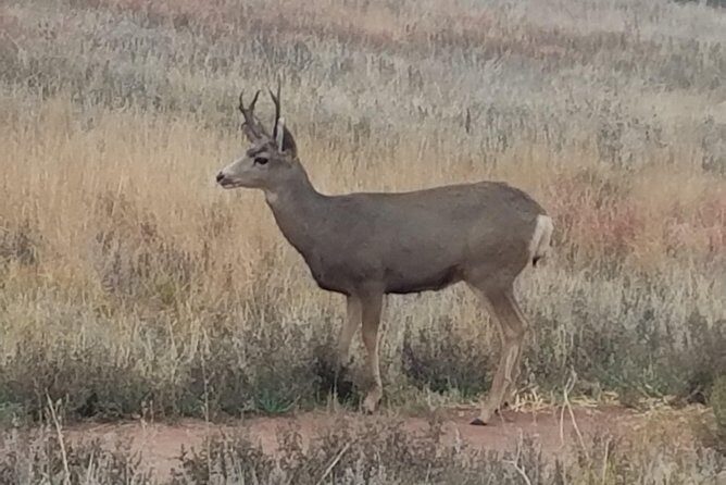 Small-Group Half-Day Tour Foothills of the Rockies from Denver - Frequently Asked Questions