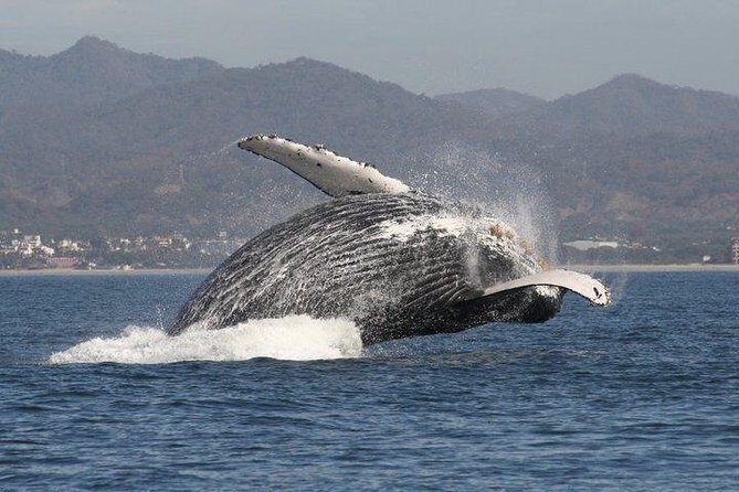 Small-Group Half-Day Whale-Watching Tour in Puerto Vallarta - Key Points