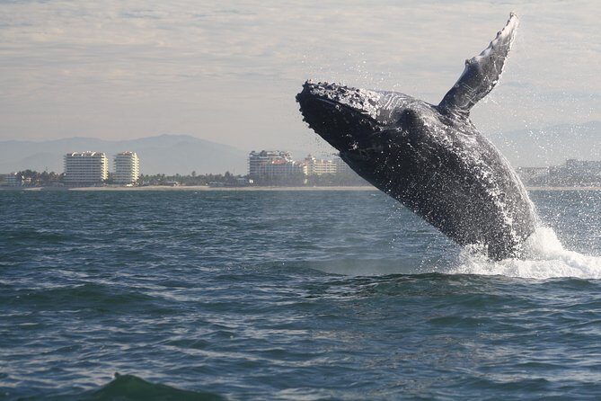 Small-Group Half-Day Whale-Watching Tour in Puerto Vallarta - The Boat & Its Amenities