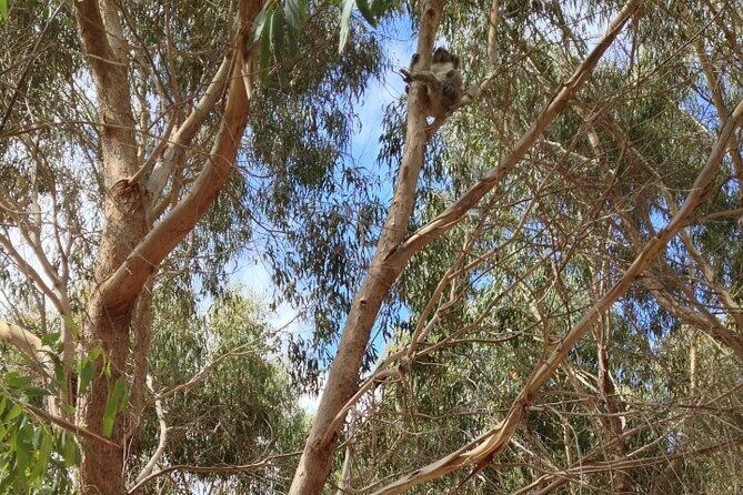 Small Group Kangaroo Island Tour - Best of KI in 2 Days - What Past Travelers Say
