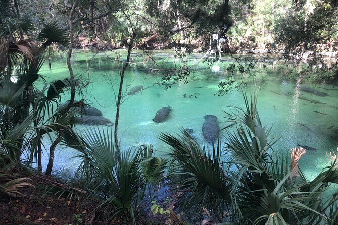 Small Group Manatee Discovery Kayak Tour near Orlando - Small Group Manatee Discovery Kayak Tour near Orlando