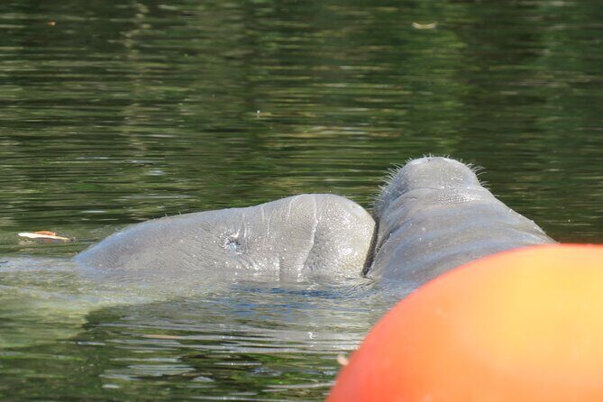Small Group Manatee Discovery Kayak Tour near Orlando - Who Will Love This Tour?