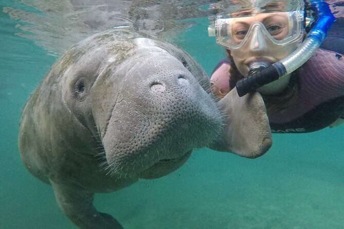 Small Group Manatee Snorkel Tour with In-Water Guide and Photographer - Key Points