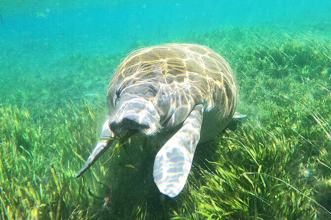 Small Group Manatee Snorkel Tour with In-Water Guide and Photographer - Frequently Asked Questions