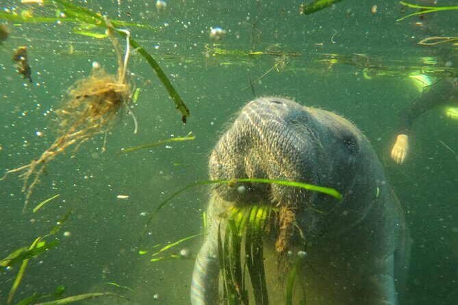 Small Group Manatee Swim Tour With Free Photos - Practical Details