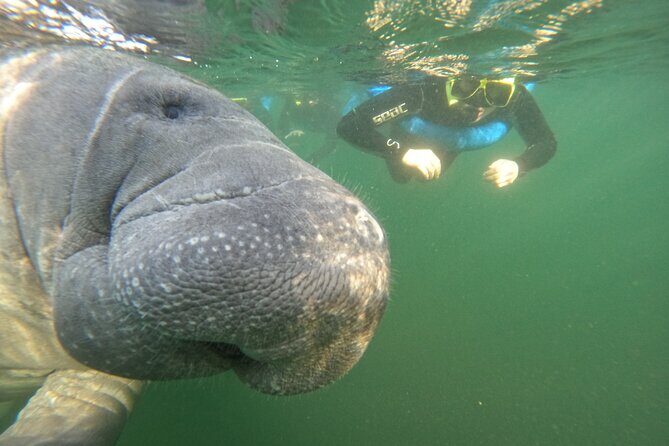 Small Group Manatee Swim Tour With Free Photos - The Sum Up