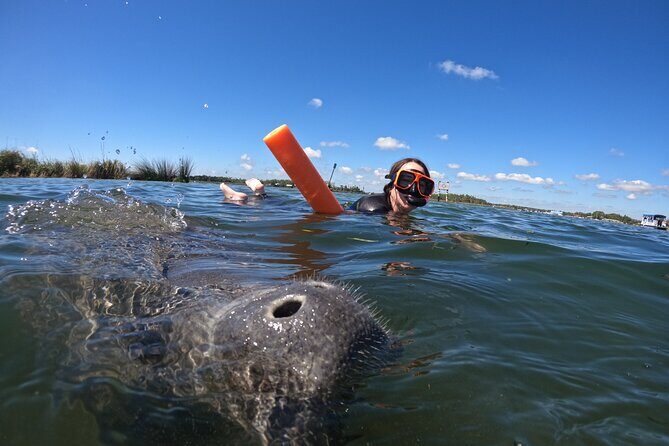 Small Group Manatee Swim Tour With Free Photos - FAQ