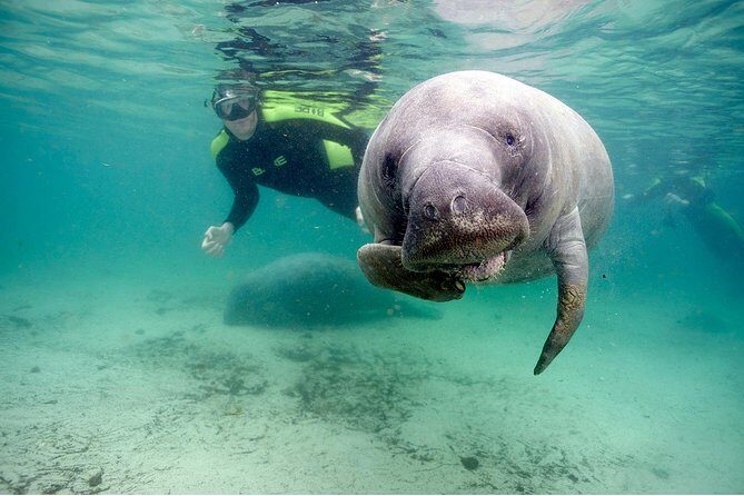 Small group Manatee Tour with In-Water Divemaster/Photographer - An In-Depth Look at the Tour Experience