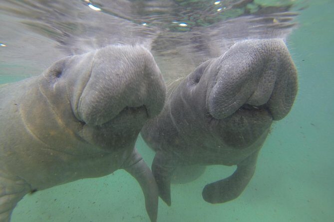 Small group Manatee Tour with In-Water Divemaster/Photographer - Final Thoughts
