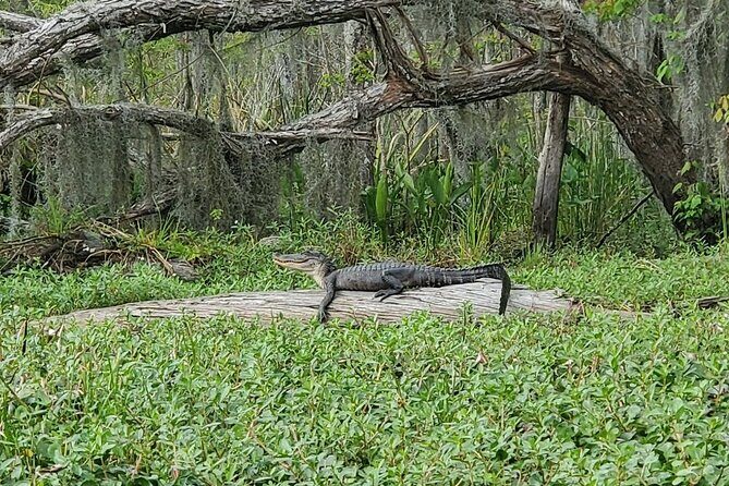 Small-Group Manchac Swamp Kayak Tour - The Sum Up: Is It Worth It?