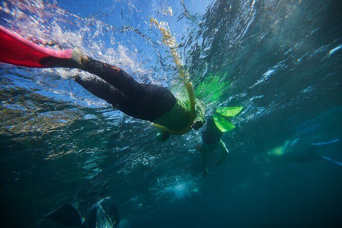 Small Group Manly Snorkel Tour and Nature Walk with Local Guide - Key Points
