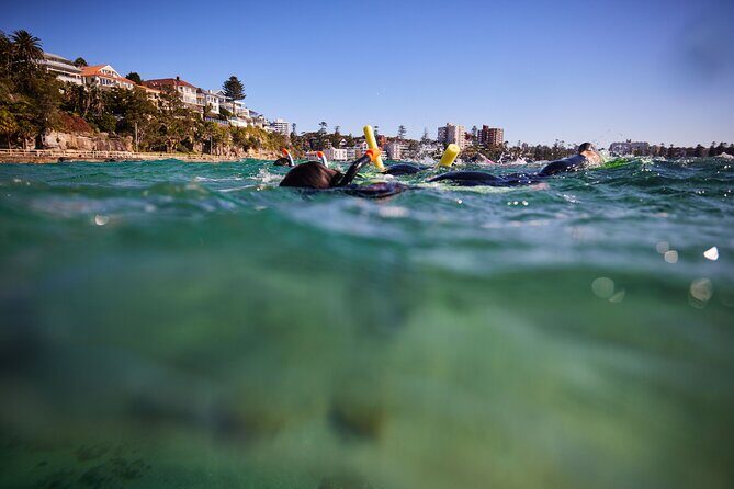 Small Group Manly Snorkel Tour and Nature Walk with Local Guide - Who Should Consider This Tour?