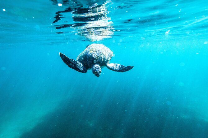 Small Group Manly Snorkel Tour and Nature Walk with Local Guide - Frequently Asked Questions