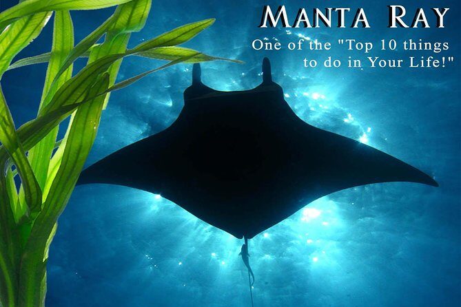 Small-Group Manta Ray Night Snorkel from Kona - An Authentic Kona Night Adventure with Manta Rays