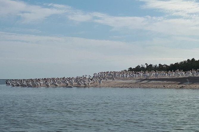Small Group Motorboat Eco Tour of the Everglades - Who Should Book This Tour?