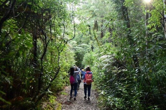 Small-Group Mystical Waipoua Forest Kauri Tour from Auckland - The Journey Begins: What to Expect