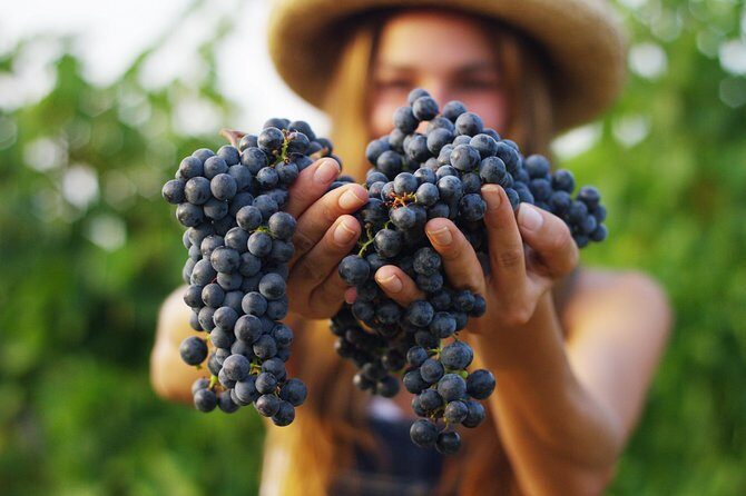 Small Group Napa Valley Tour for Wine Lovers - What Could Be Better?