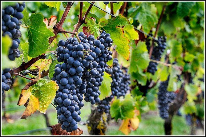 Small group - Napier Premium Wineries+ Beer tour -5.0 - 5.5 hours - Why Travelers Love This Experience