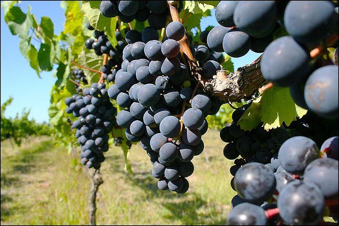 Small group - Napier Premium Winery , Beer & Cider + 5.5h to 6h. - Authentic Reviews and Perspectives