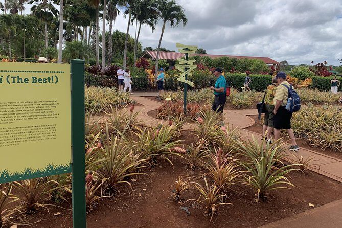 Small Group-Oahu Tour, Dole Plantation, Northshore, Sunset Beach - Who Will Love This Tour?