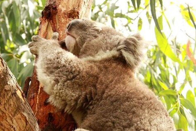 Small-Group Phillip Island Afternoon Day Trip from Melbourne - Transportation & Group Size