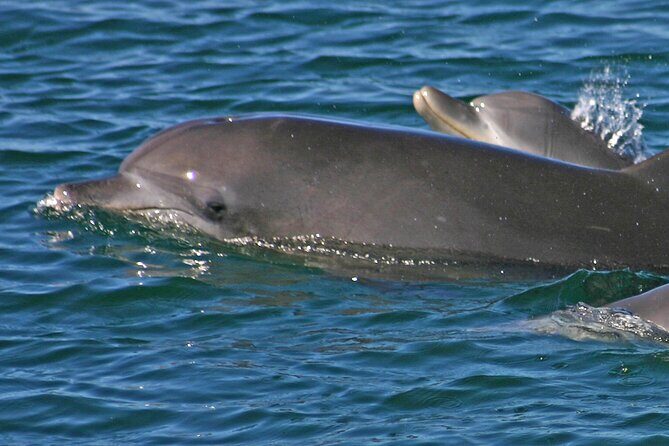Small Group Port Stephens + Dolphins + 4WD/sandboarding ex Sydney - Final Thoughts: Is This Tour Right for You?