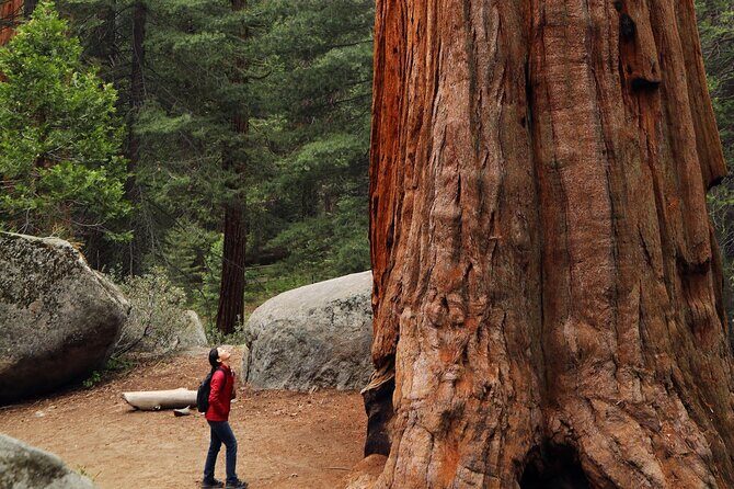 Small Group Redwoods, California Coast & Sausalito Day Trip from San Francisco - Who Will Love This Tour?