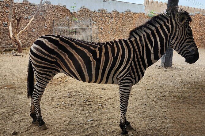 Small Group Safari World with Sunset in Wahiba Desert Tour - Value for Money