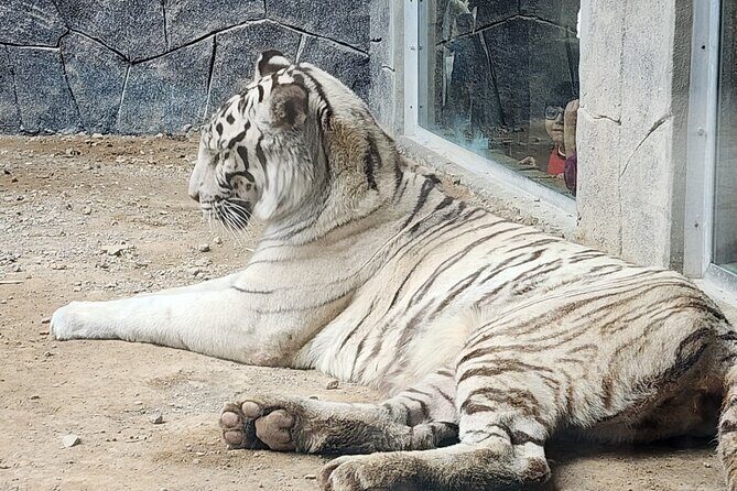 Small Group Safari World with Sunset in Wahiba Desert Tour - The Sum Up: Is This Tour Right for You?