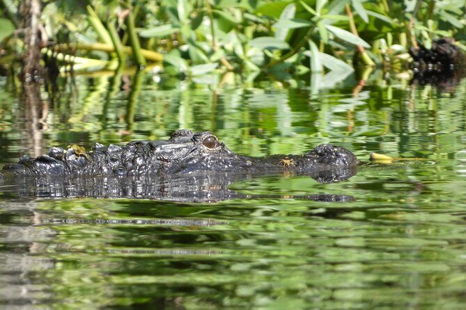 Small Group Scenic Wekiva River Kayak Tour near Orlando - The Experience: What to Expect on the Wekiva River Kayak Tour