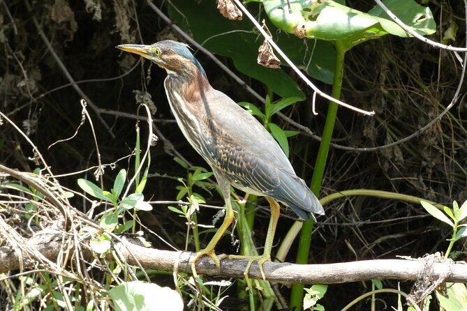 Small Group Scenic Wekiva River Kayak Tour near Orlando - FAQ
