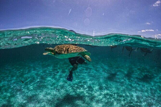Small Group Semi Private Akumal and Cenote Snorkeling Tour - Key Points