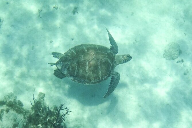 Small Group Semi Private Akumal and Cenote Snorkeling Tour - An In-Depth Review of the Tour Experience
