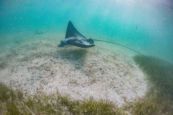 Small Group Semi Private Akumal and Cenote Snorkeling Tour - Frequently Asked Questions