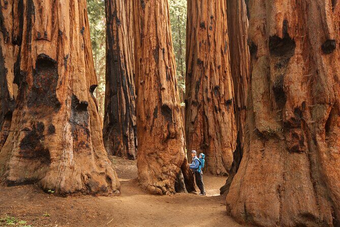 Small Group Sequoia Tour from Wuksachi Lodge with Lunch - Exploring the Giant Forest: An In-Depth Look at the Sequoia Tour from Wuksachi Lodge