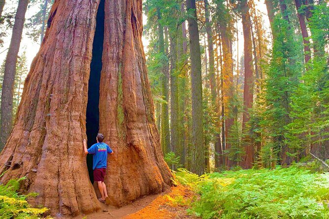 Small Group Sequoia Tour from Wuksachi Lodge with Lunch - Authentic Insights from Past Travelers