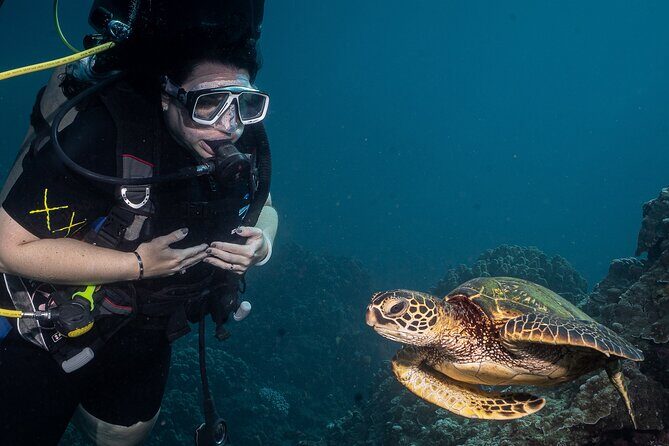 Small-Group Shark and Turtle Dive for Certified Divers - Key Points