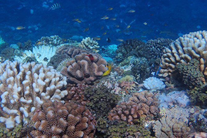 Small group snorkeling (5 people max): Turtles at 7:30am - Frequently Asked Questions