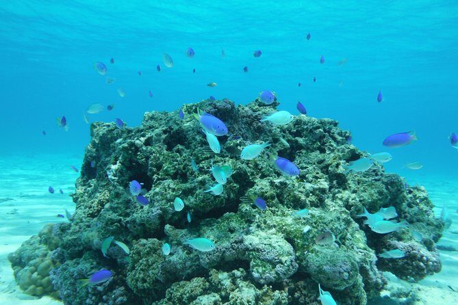 Small group snorkeling (5 people max): wrecks & tropical fishes at 1:00pm - What Travelers Say