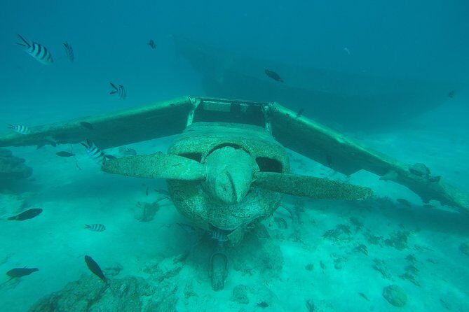 Small group snorkeling (5 people max): wrecks & tropical fishes at 10:30am - Authenticity and Reputation