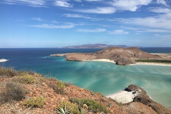 Small Group Snorkeling and Swim with Whale Sharks & Sea Lions in La Paz - Understanding the Value