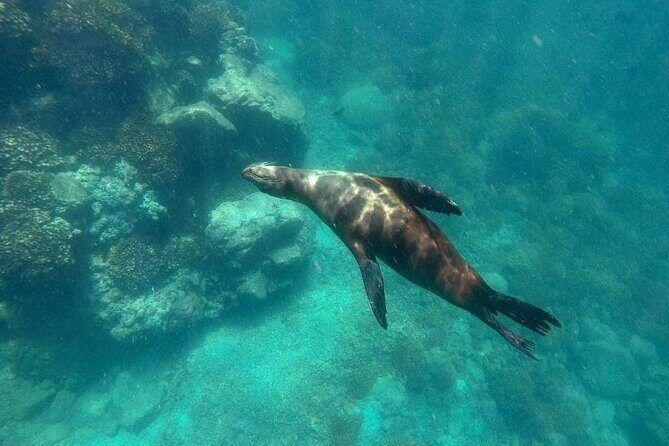 Small Group Snorkeling and Swim with Whale Sharks & Sea Lions in La Paz - FAQ