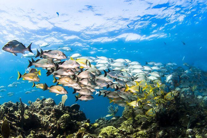 Small Group Snorkeling at Mangel Halto Aruba - The Value and Practical Aspects