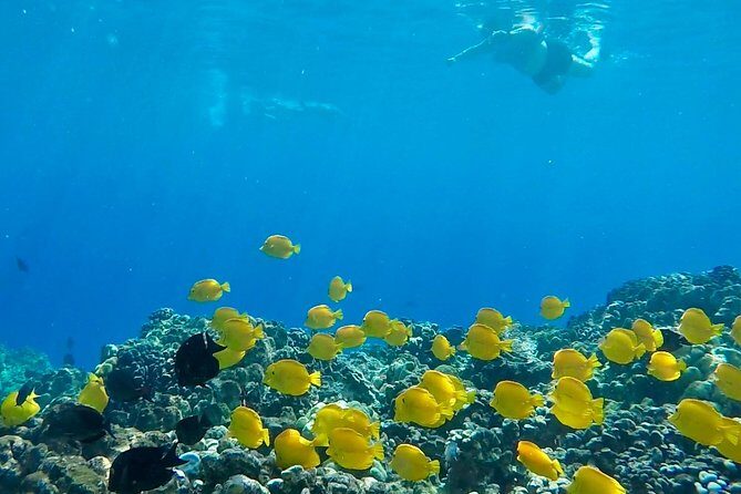 Small Group Snorkeling Expedition South Kona - Who Should Consider This Tour?