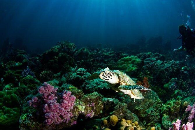 Small Group Snorkeling Expedition South Kona - FAQs