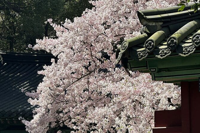Small Group Tour East Jeju Cherry Blossom & Woman Diver Show - What Travelers Say